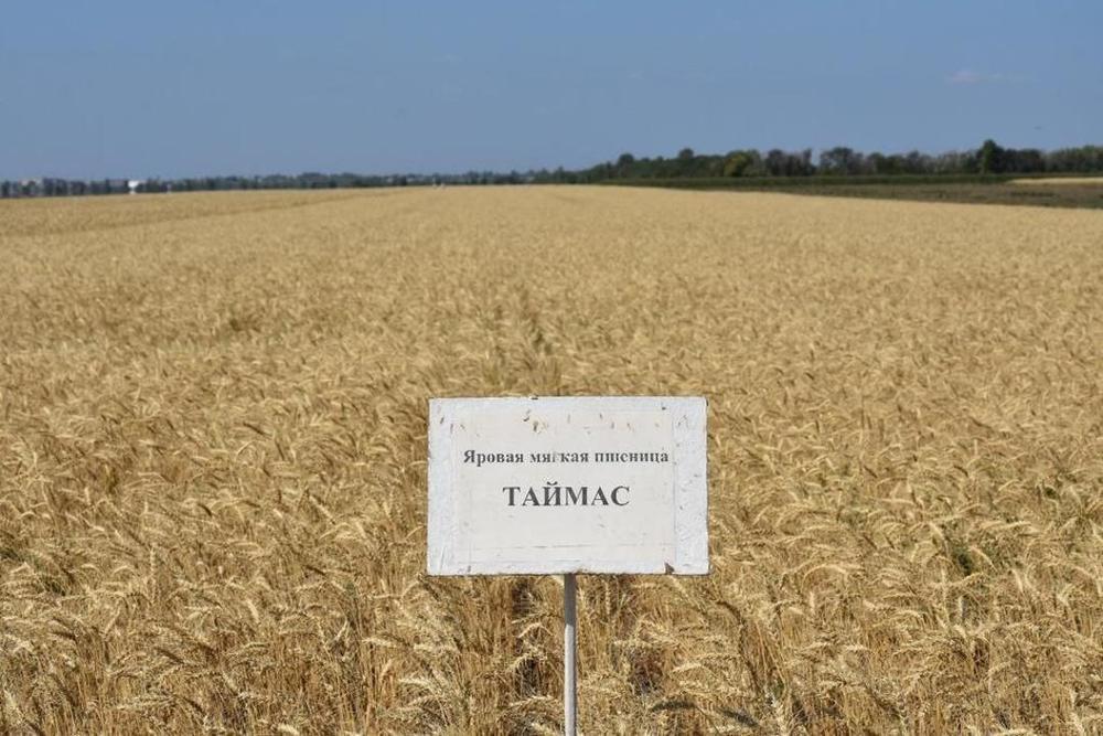 В Казахстане ученые вывели новый сорт зерна 