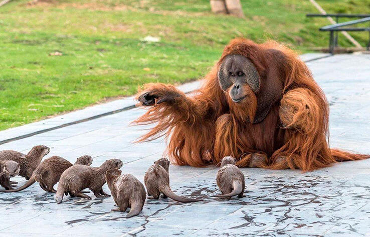 Семья орангутангов подружилась с выдрами
