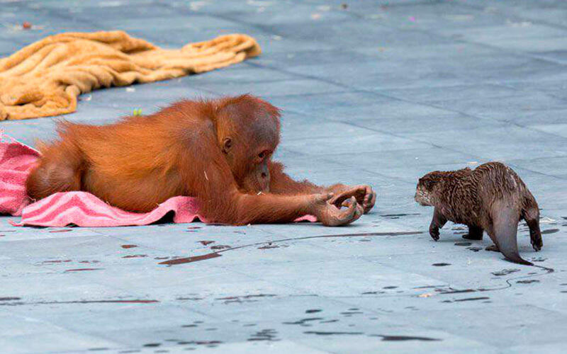 Семья орангутангов подружилась с выдрами. Фото: telegram / Nation Geographic