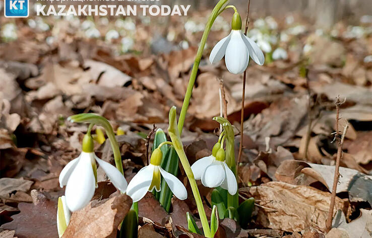 First snowdrops bloomed in Almaty