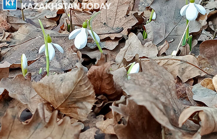 First snowdrops bloomed in Almaty