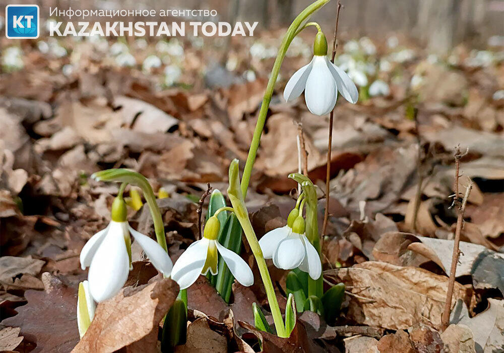 First snowdrops bloomed in Almaty