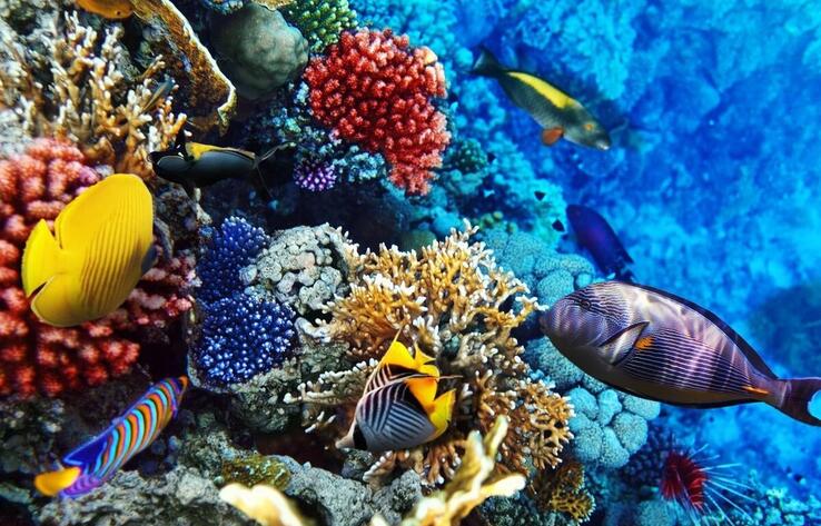 В Красном море возможна глобальная экологическая катастрофа