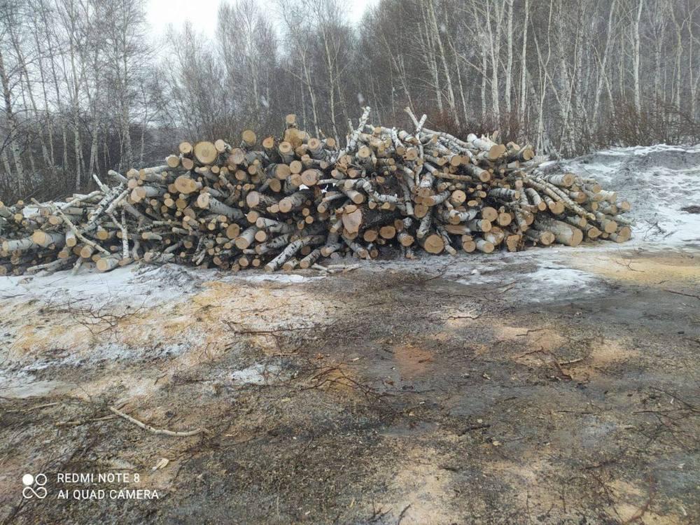 На территории нацпарка "Бурабай" незаконно вырубили деревья