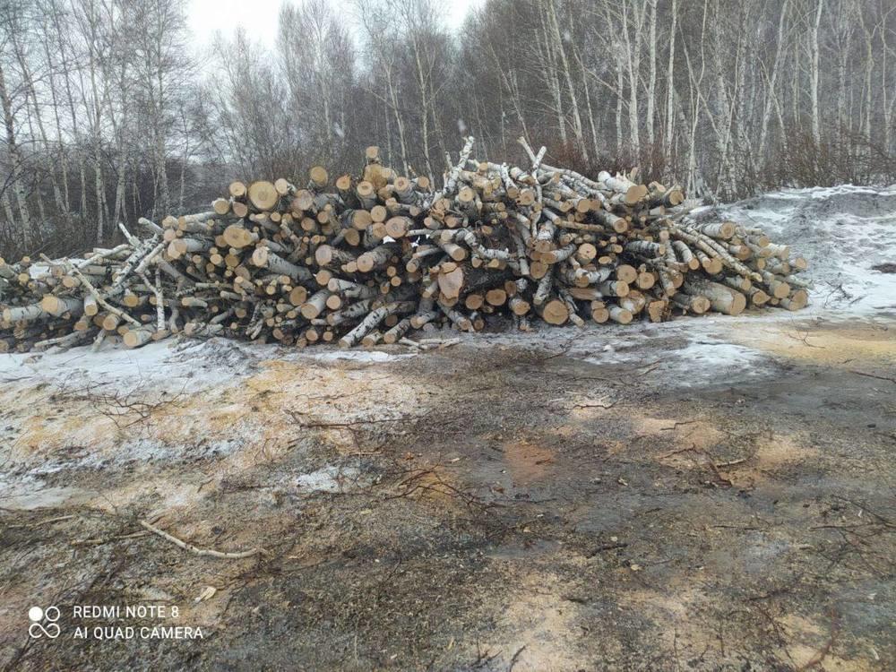 "Бурабай" ұлттық паркінің аумағында ағаштар заңсыз кесілген