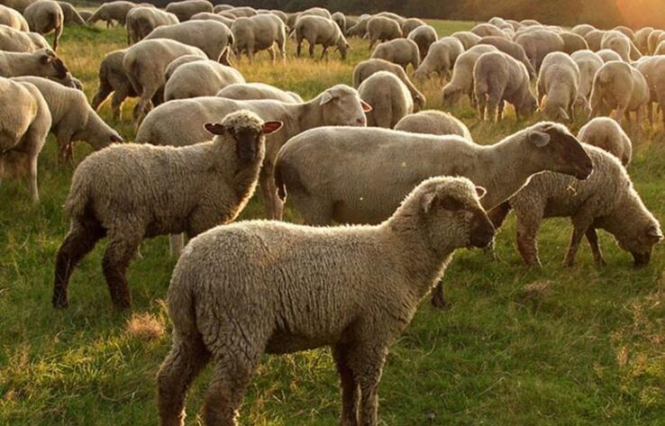 Вспышку оспы овец зарегистрировали в ВКО