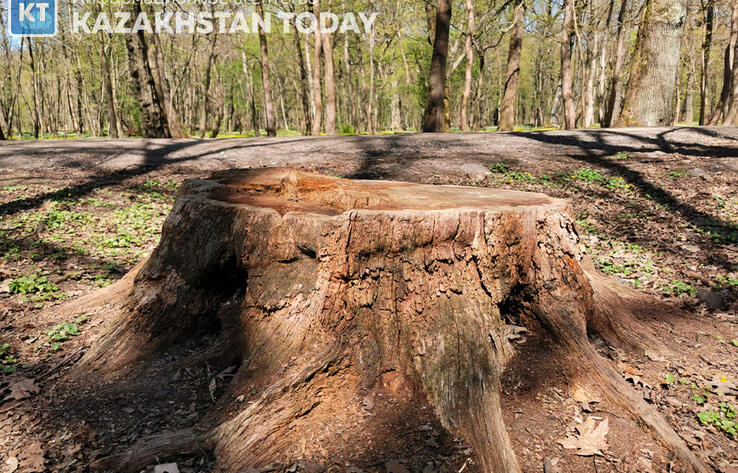 Сотни многолетних деревьев пошли под снос для возведения очередного ЖК в Алматы