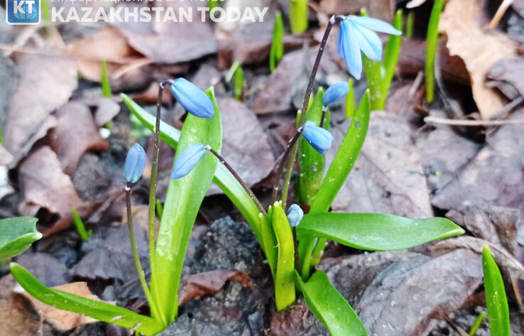 Какая погода ожидает казахстанцев на 8 марта