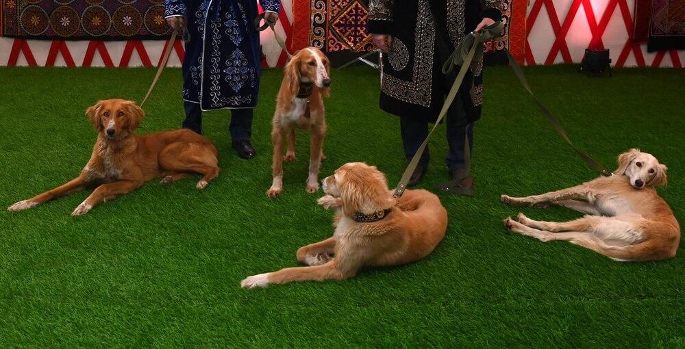 Главе государства подарили щенка тазы по клике Наурыз. Фото: Акорда