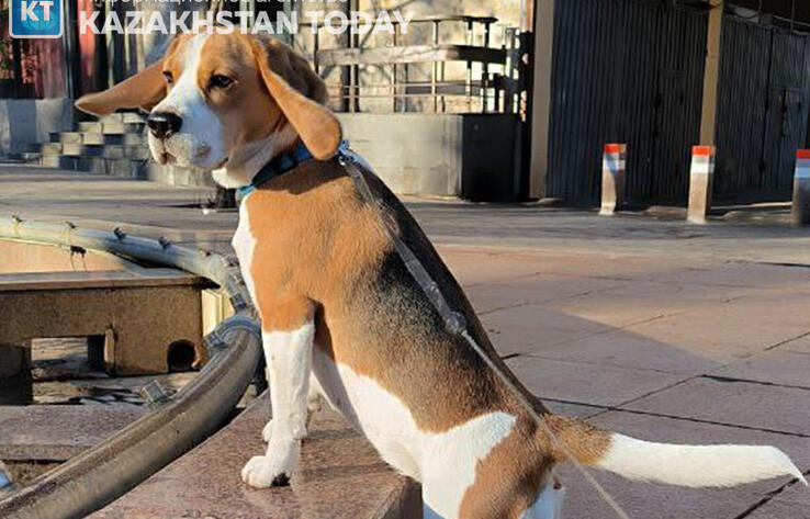 Қазақстанда үй жануарларын серуендету және ұстау қағидалары өзгертіледі