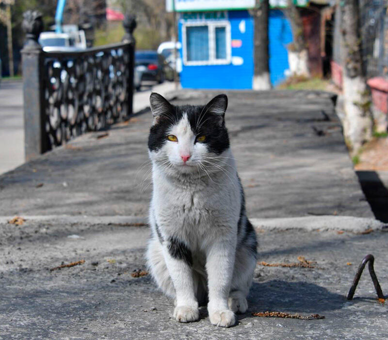 В Алматы установили домик для бездомных кошек. Фото: пресс-служба кимата Алматы