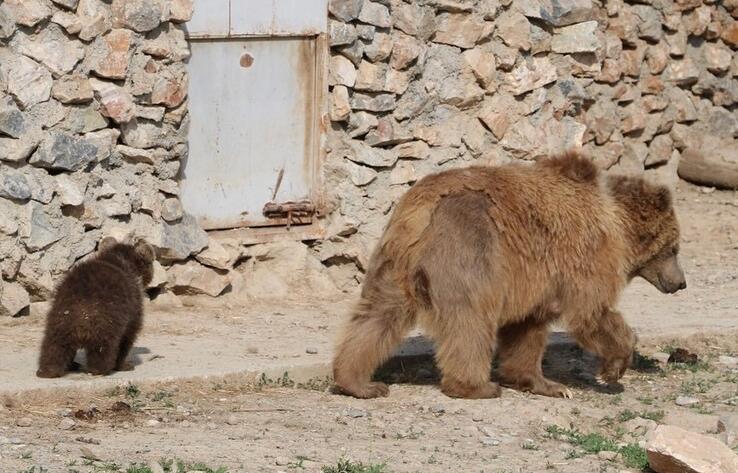 В Шымкентском зоопарке родился медвежонок 