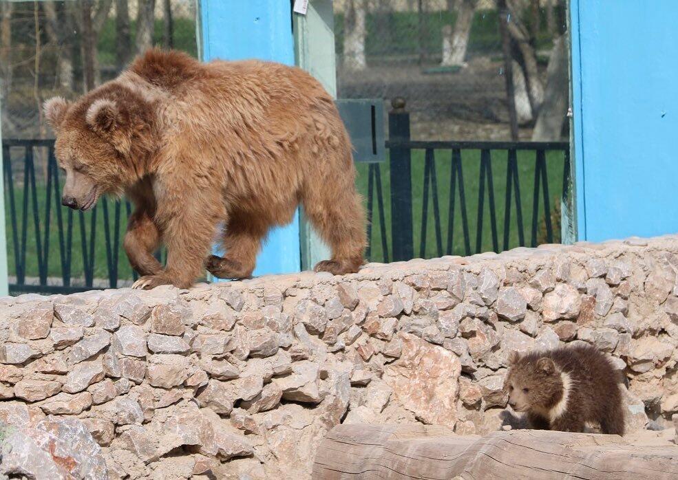 В Шымкентском зоопарке родился медвежонок . Фото: Instagram/shymkentzoo