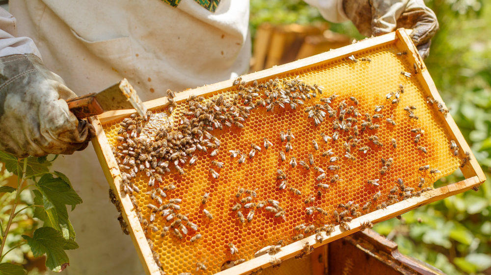 Пчелы массово гибнут на пасеках в Туркестанской области