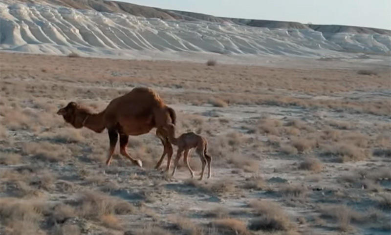 Марс пейзаждары бейнеленген видео Бозжыра шатқалында түсірілген