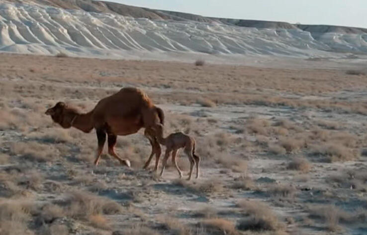 Марс пейзаждары бейнеленген видео Бозжыра шатқалында түсірілген