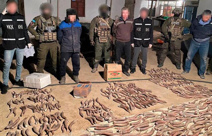 У жителя Кызылординской области изъяли более 100 кг рогов сайги