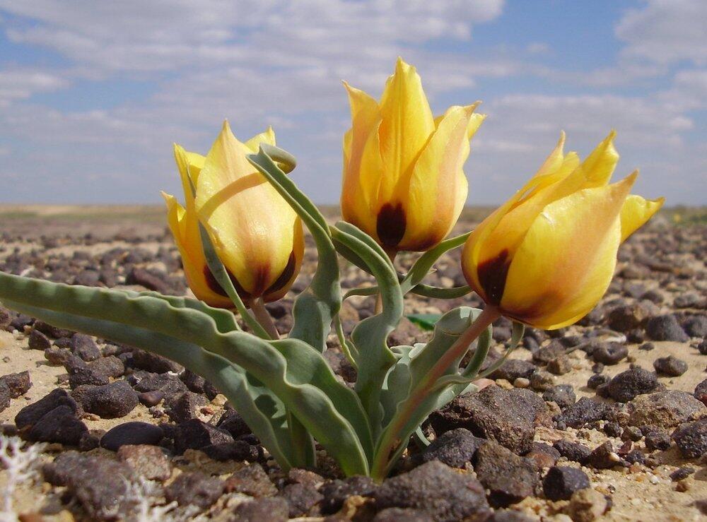 Дикие тюльпаны Казахстана под угрозой исчезновения - Ботсад Алматы