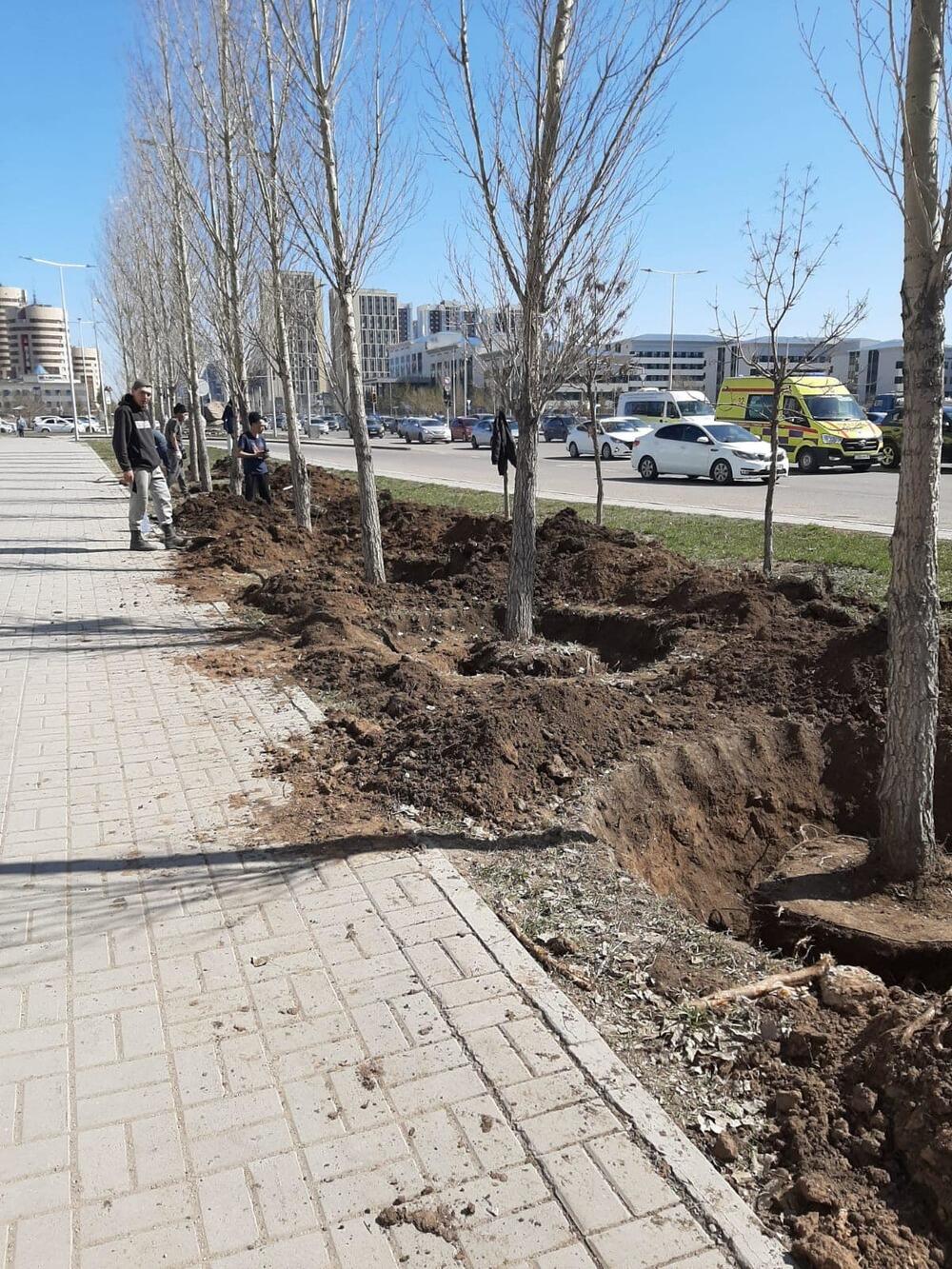 На левобережье Астаны строительная компания выкопала 95 деревьев. Фото: сообщество Астана – Что? Где? Когда?