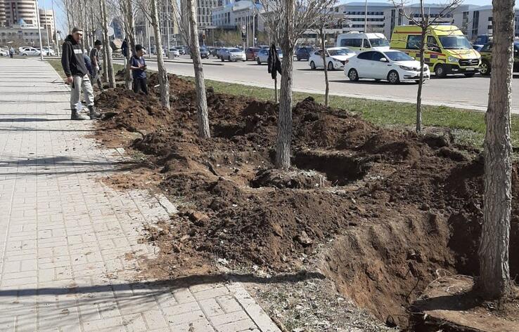 На левобережье Астаны строительная компания выкопала 95 деревьев