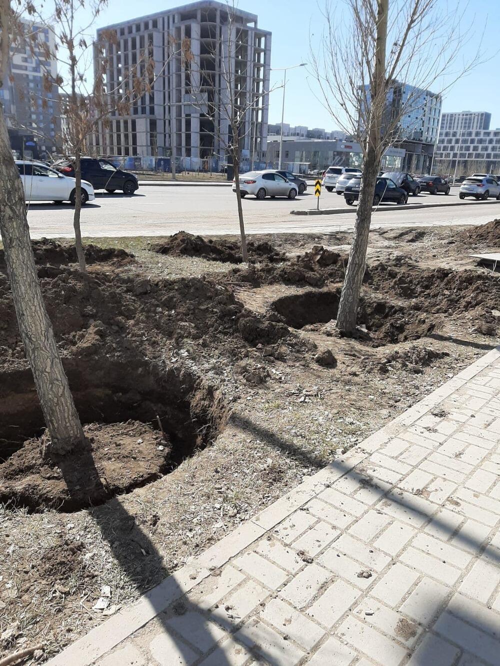 На левобережье Астаны строительная компания выкопала 95 деревьев. Фото: сообщество Астана – Что? Где? Когда?