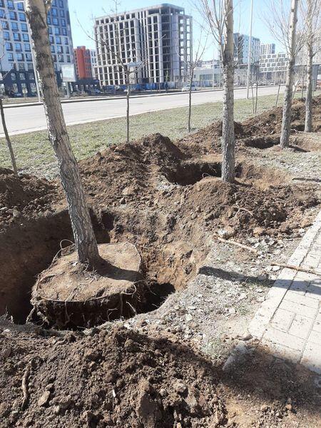 На левобережье Астаны строительная компания выкопала 95 деревьев. Фото: сообщество Астана – Что? Где? Когда?