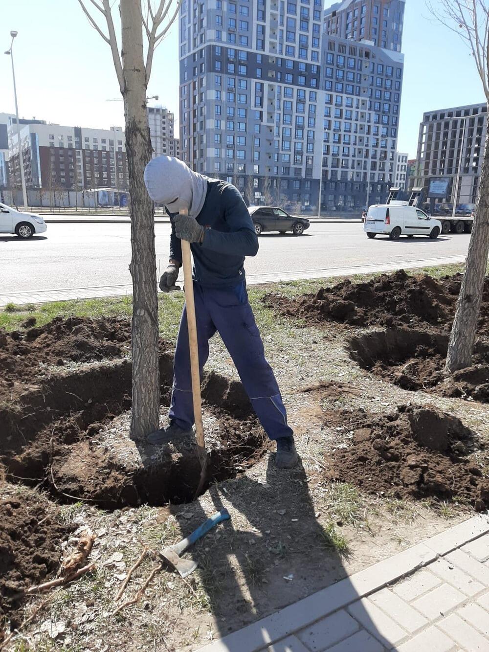 На левобережье Астаны строительная компания выкопала 95 деревьев. Фото: сообщество Астана – Что? Где? Когда?