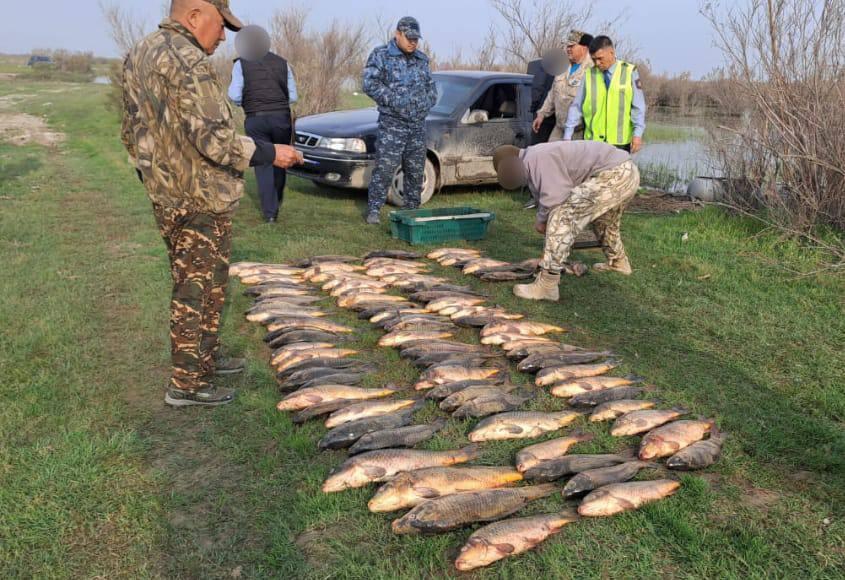 В Туркестанской области полицейские изъяли у браконьеров около 150 кг рыбы 