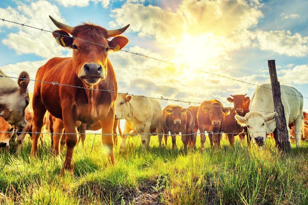 Объем валовой продукции животноводства в Казахстане за 2022 год увеличился более чем на 100% 