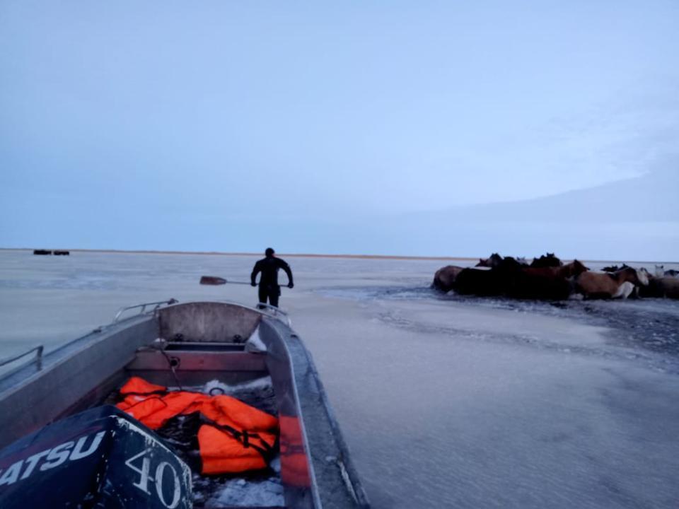 Табун лошадей чуть не утонул в Ишиме