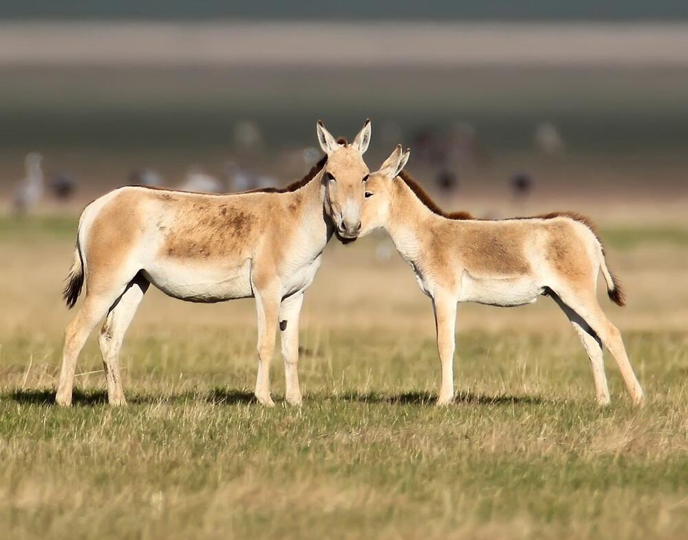 Мониторинг от Xiaomi поможет сохранить куланов в Казахстане