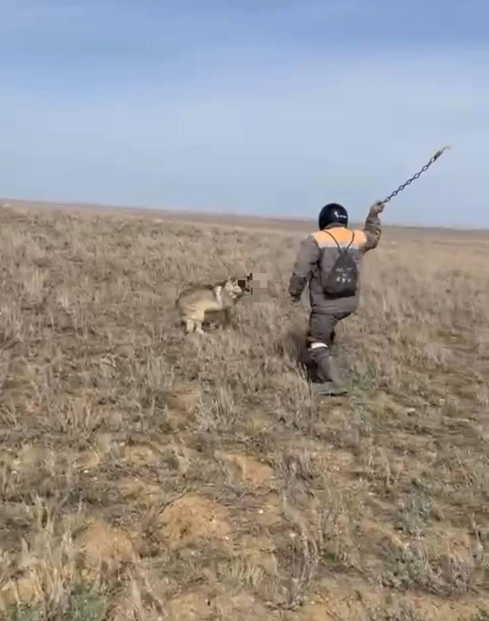 Житель Актюбинской области забил волка цепью
