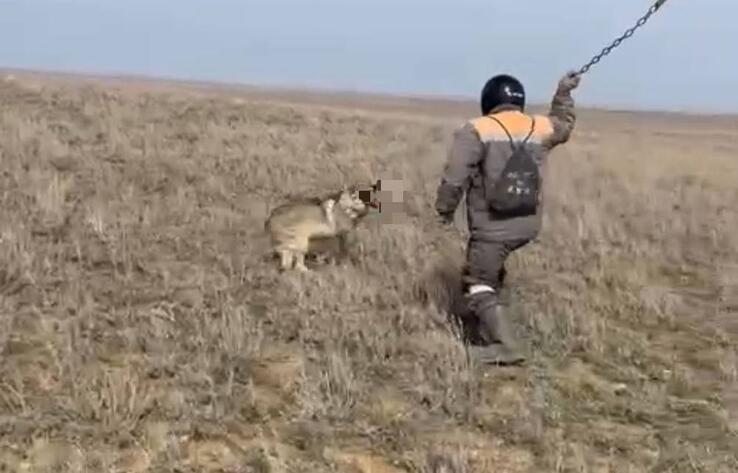 Житель Актюбинской области забил волка цепью