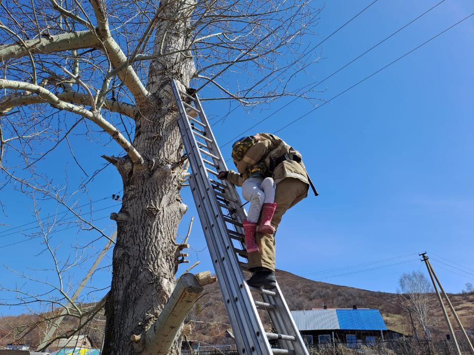 В Риддере спасли девочку, забравшуюся высоко на дерево