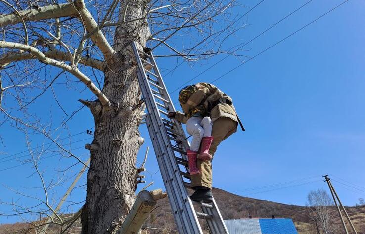 В Риддере спасли девочку, забравшуюся высоко на дерево