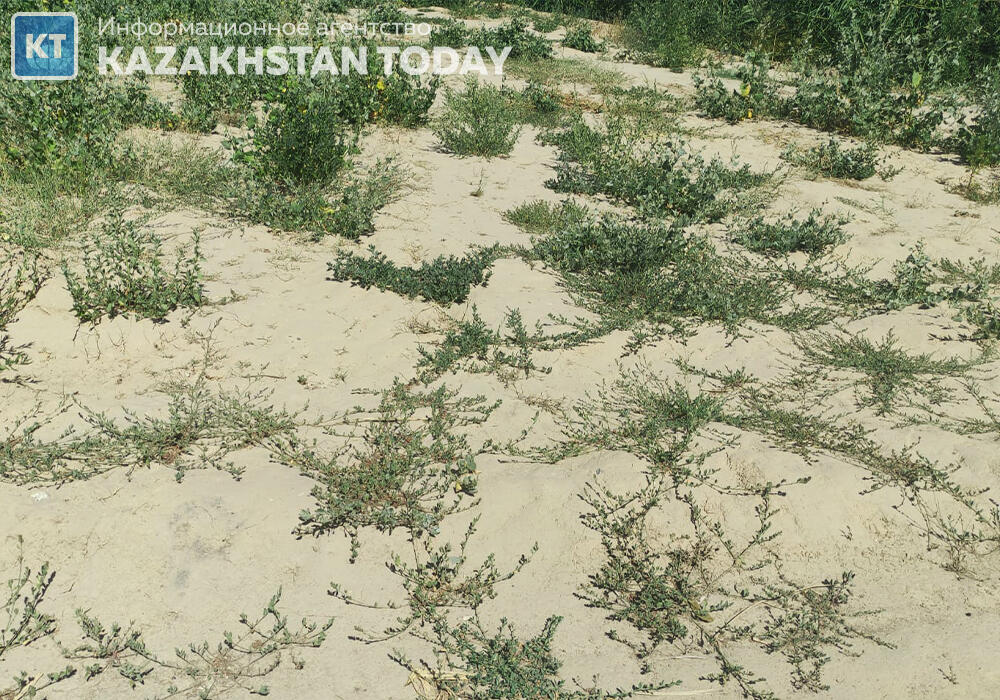 Синоптики прогнозируют засуху в Кызылординской области в мае