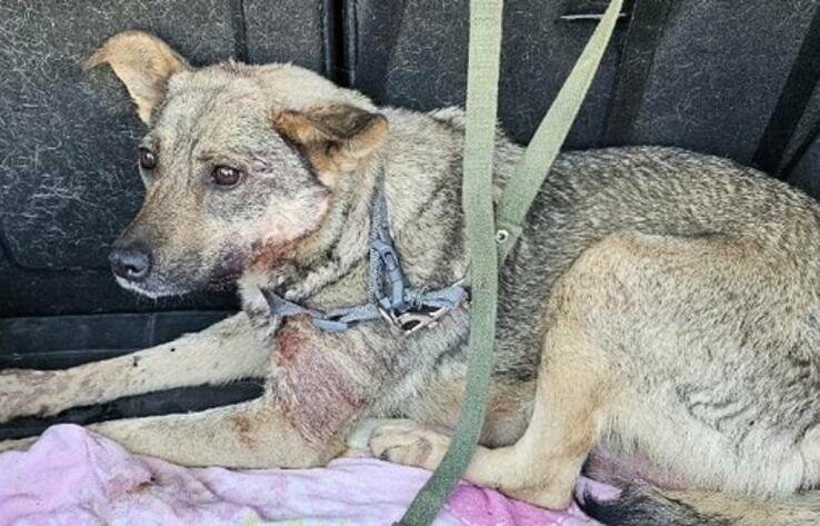 Собаку со щенками заживо замуровали в Алматы