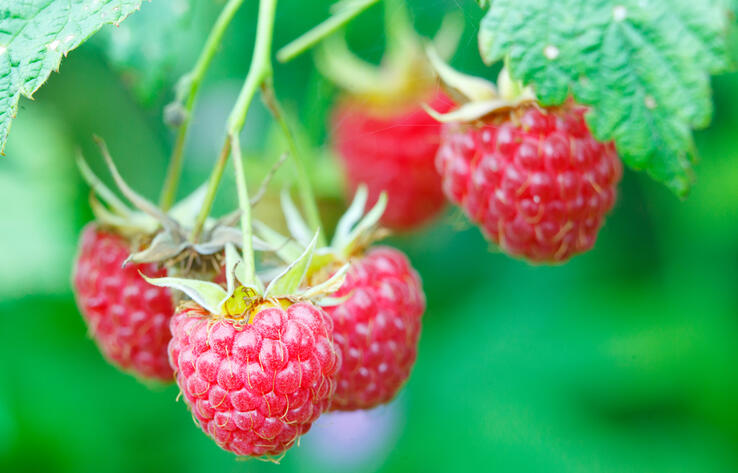 В Казахстане утверждены правила пользования растительным миром