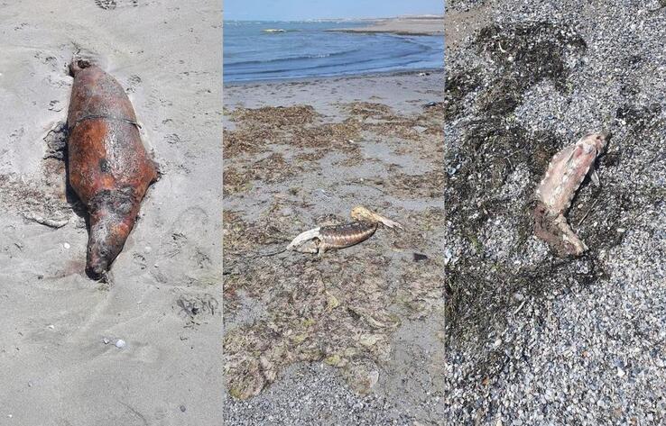 На Каспии обнаружили мертвых тюленей