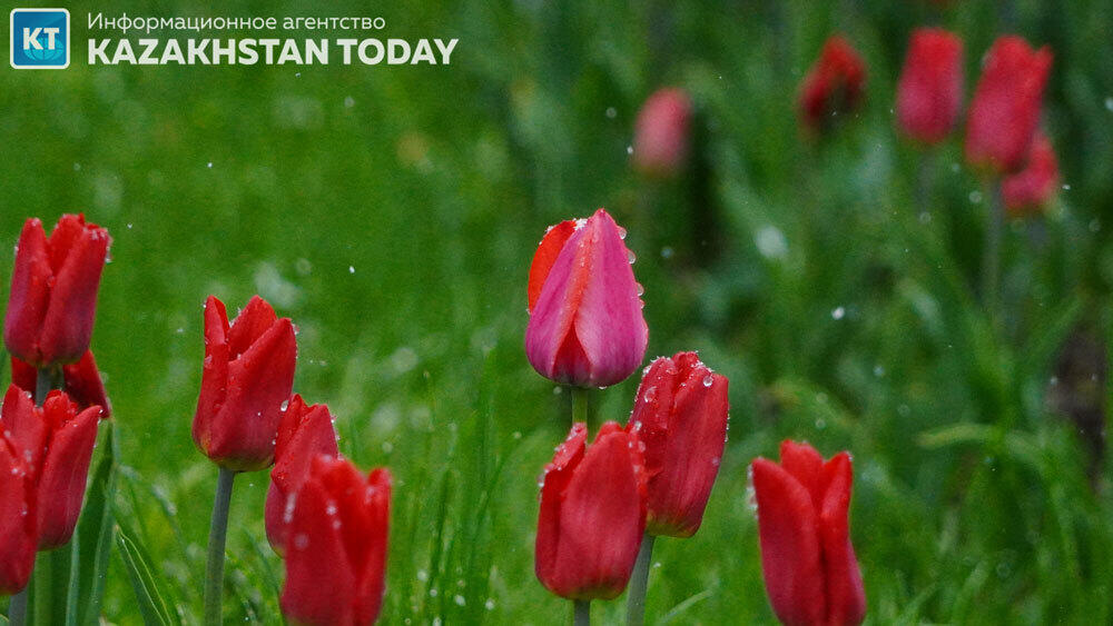 Какая погода ожидается в Казахстане в воскресенье
