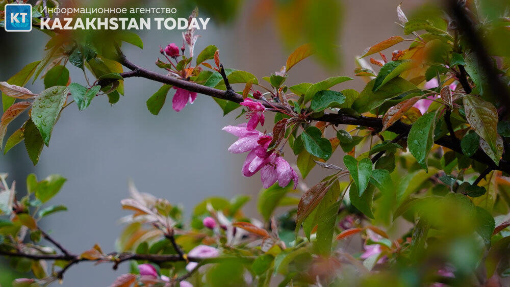 В Казахстане ожидаются дожди