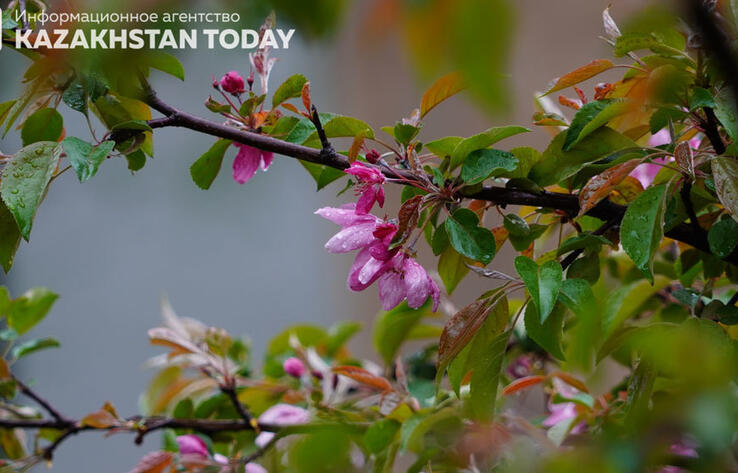 В Казахстане ожидаются дожди