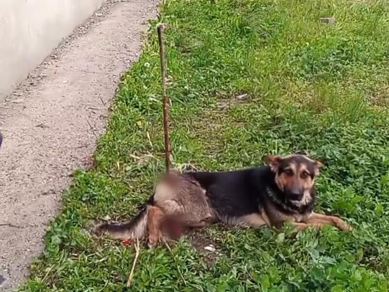 В Атырау собаку насадили на арматуру 