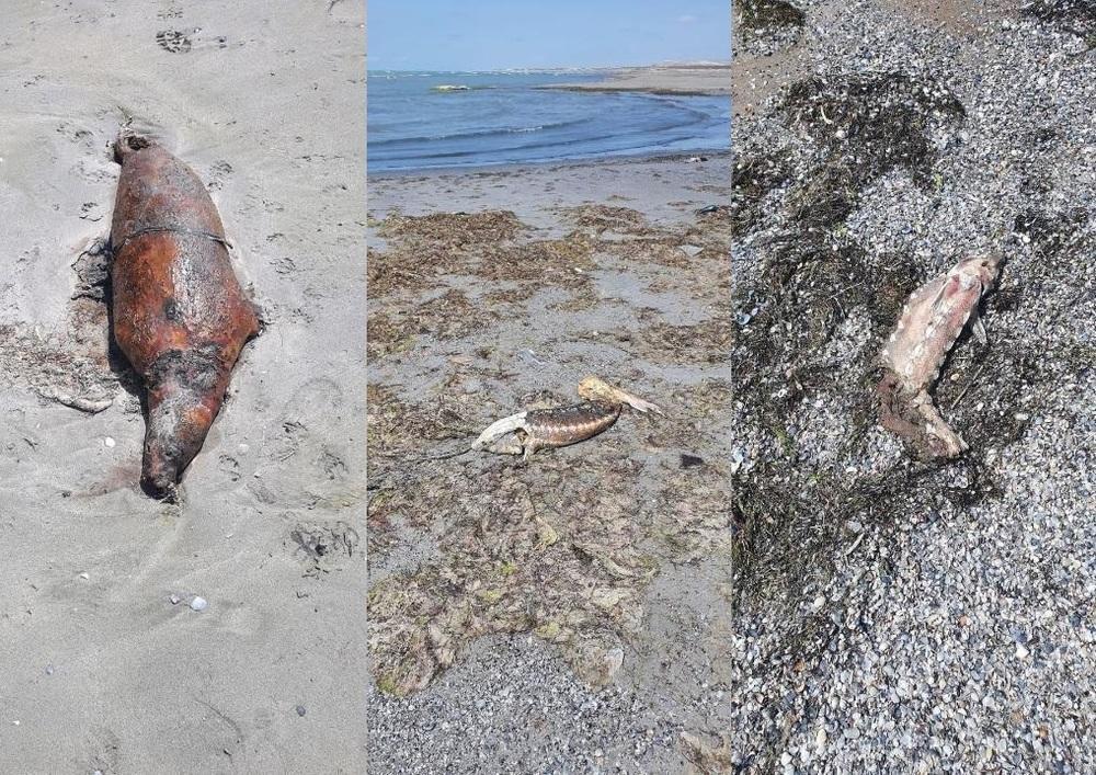 Специалисты рассматривают три версии гибели каспийских тюленей
