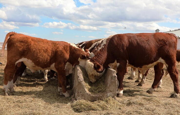 Жамбыл облысында құтырудың екі ошағы анықталды