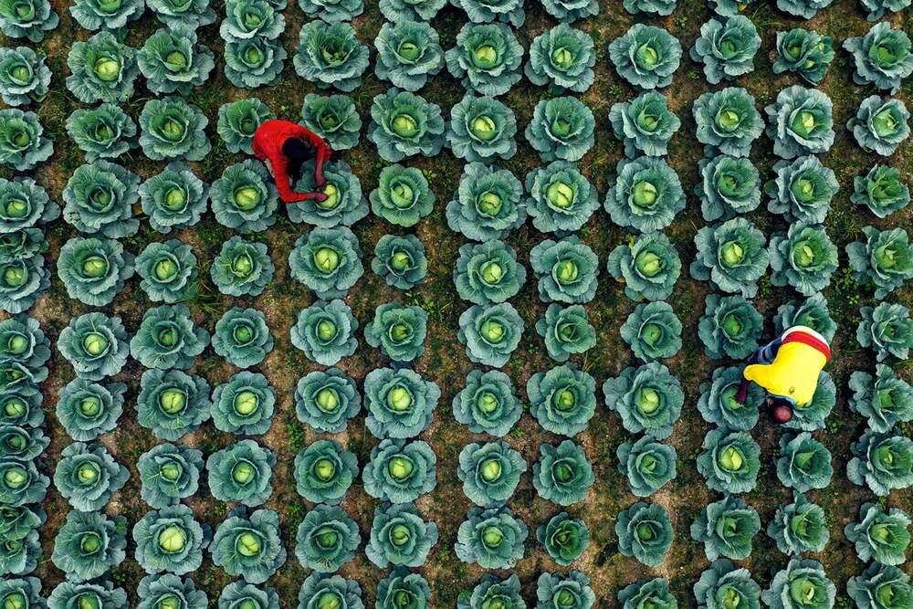 Праздник общей еды: победители конкурса Pink Lady Food Photographer of the Year. Эти фермеры из Бангладеш, отец и сын, по праву гордятся своей капустой / Фото: Pink Lady® Food Photographer of the Year 2023/Asker Ibne Firoz
