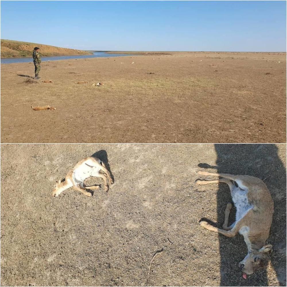 Батыс Қазақстан облысындағы киіктердің өліміне қатысты тергеу жүргізілуде 