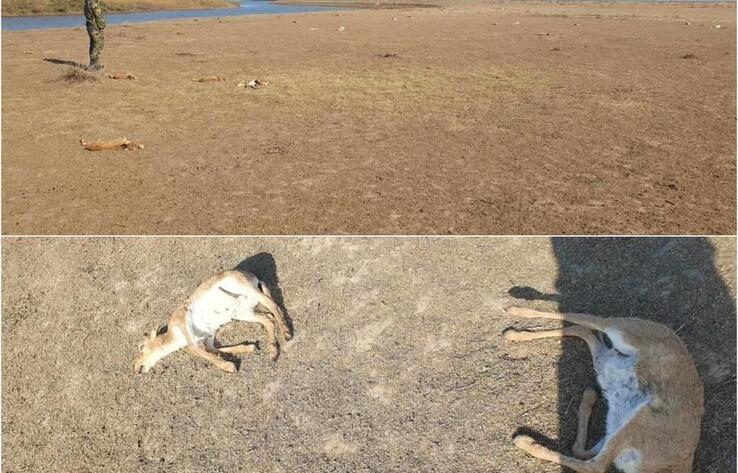 Батыс Қазақстан облысындағы киіктердің өліміне қатысты тергеу жүргізілуде 