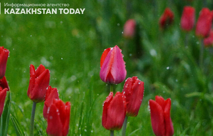 Дожди ожидаются в большинстве регионов Казахстана в понедельник
