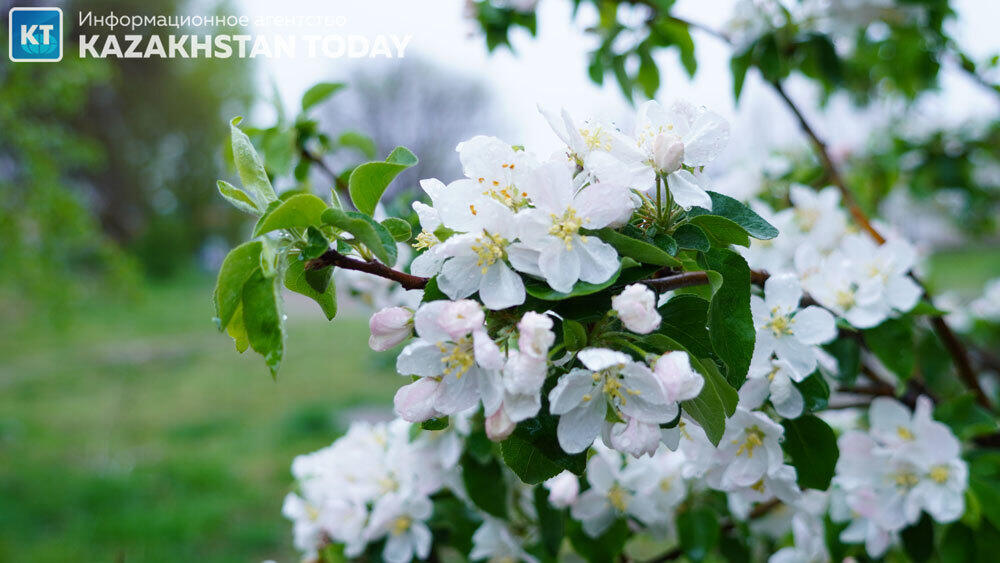 Какая погода ожидается в Казахстане во вторник
